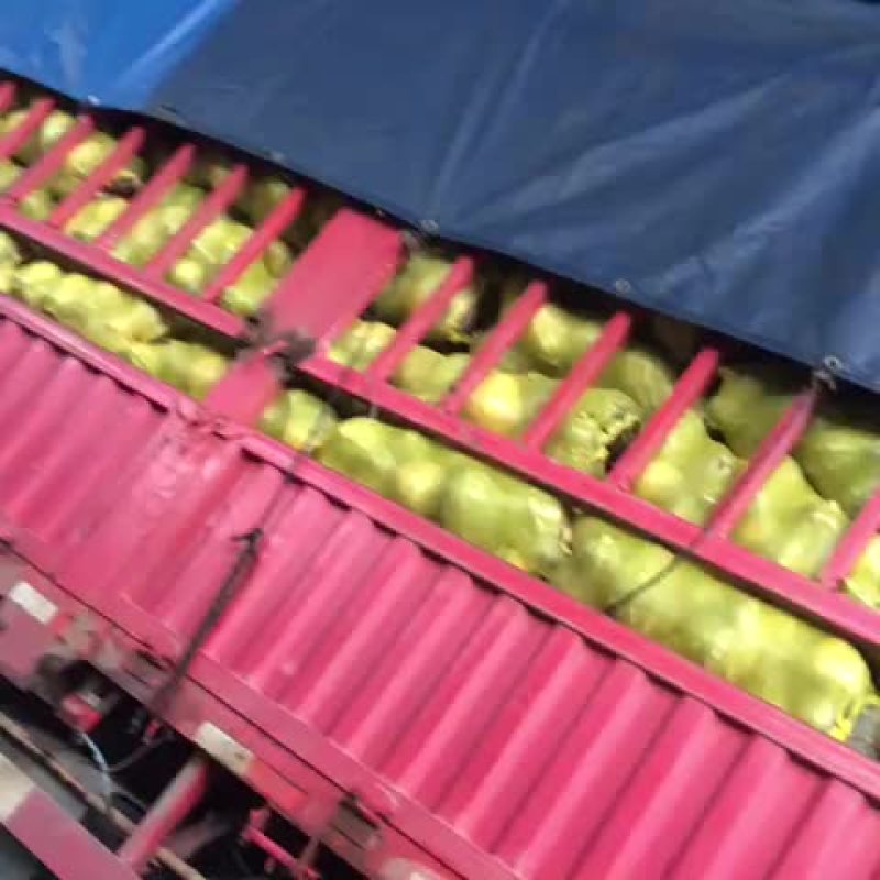 香芋南瓜2~3斤以上长条形