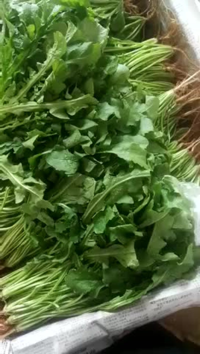 荠菜10cm以上精品，小郭特菜