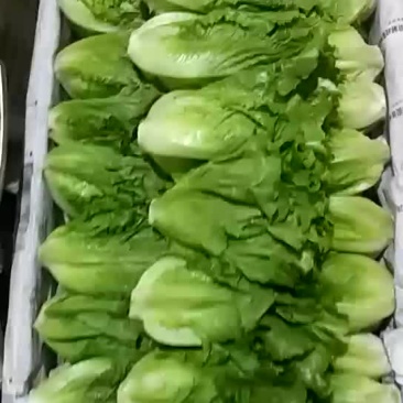 精品意大利生菜