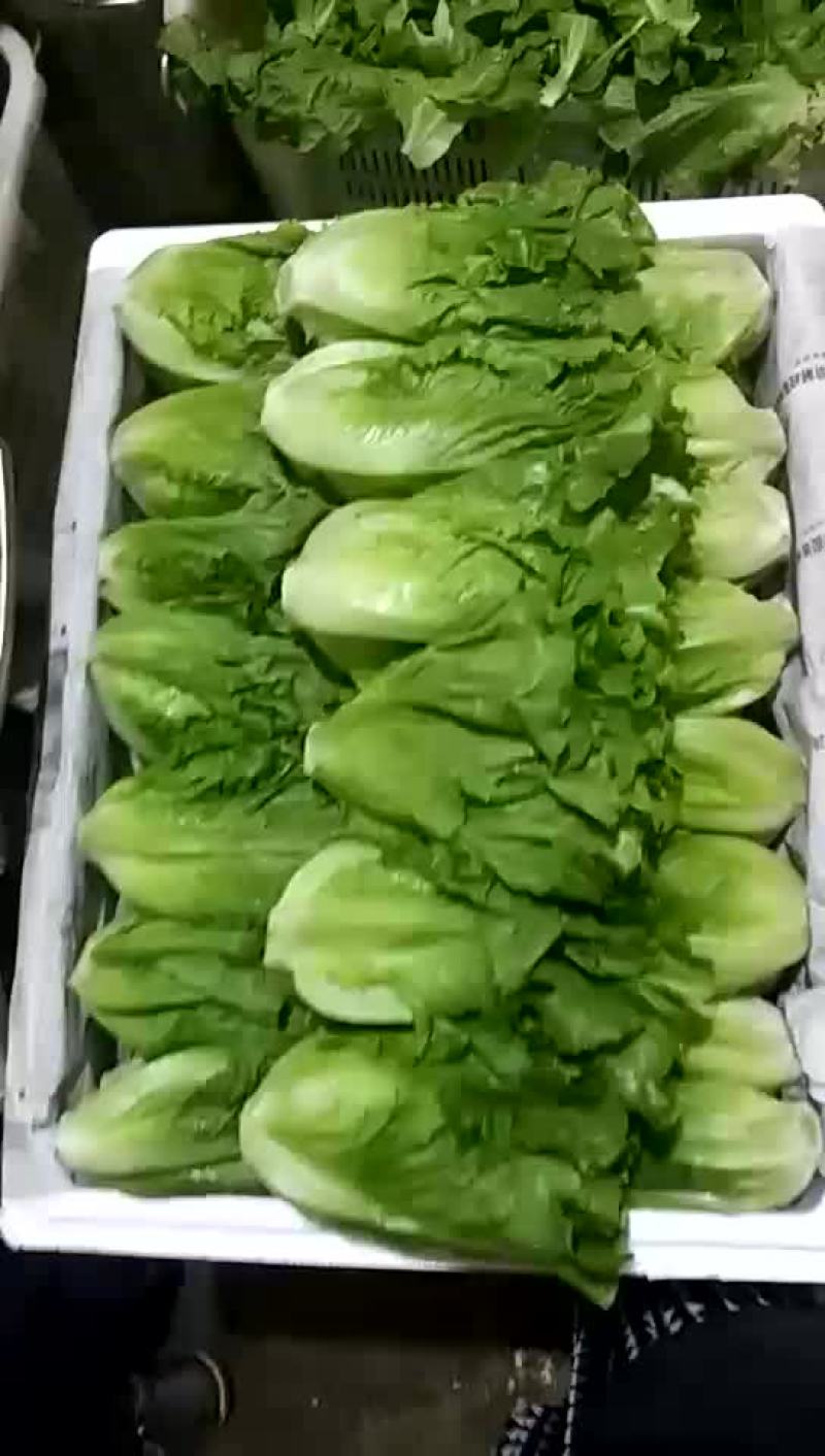 精品意大利生菜