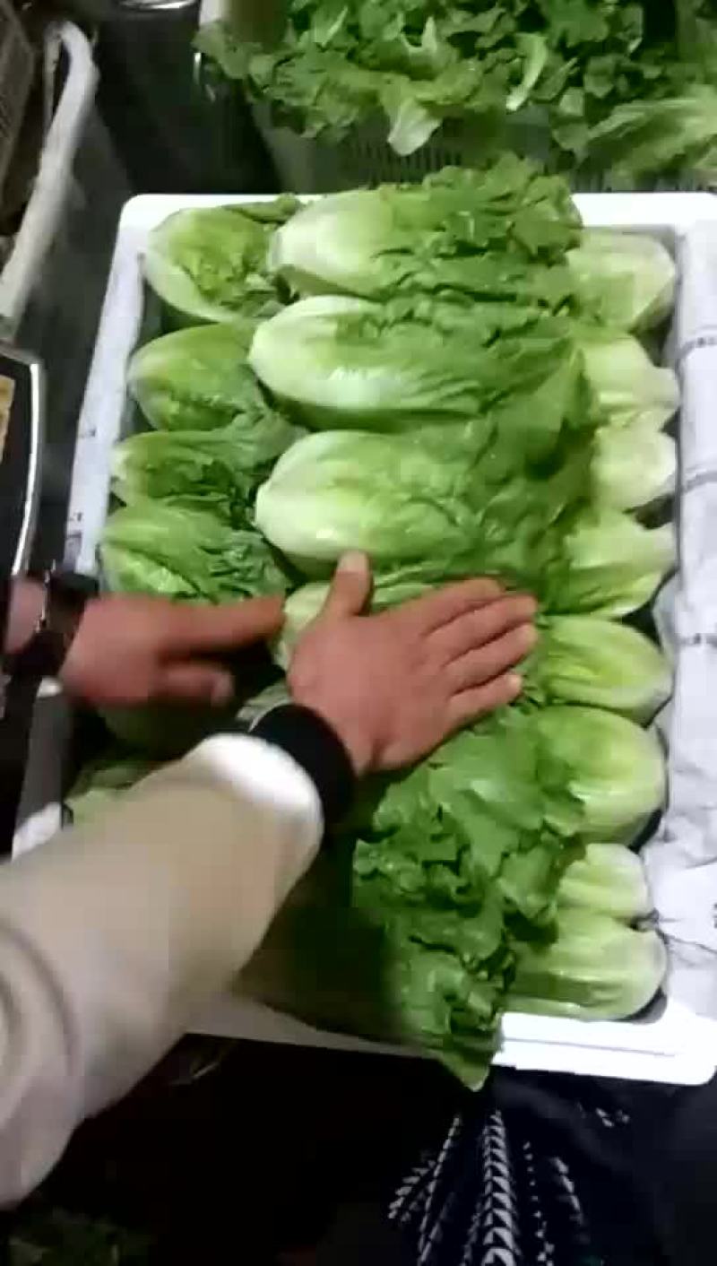 精品意大利生菜