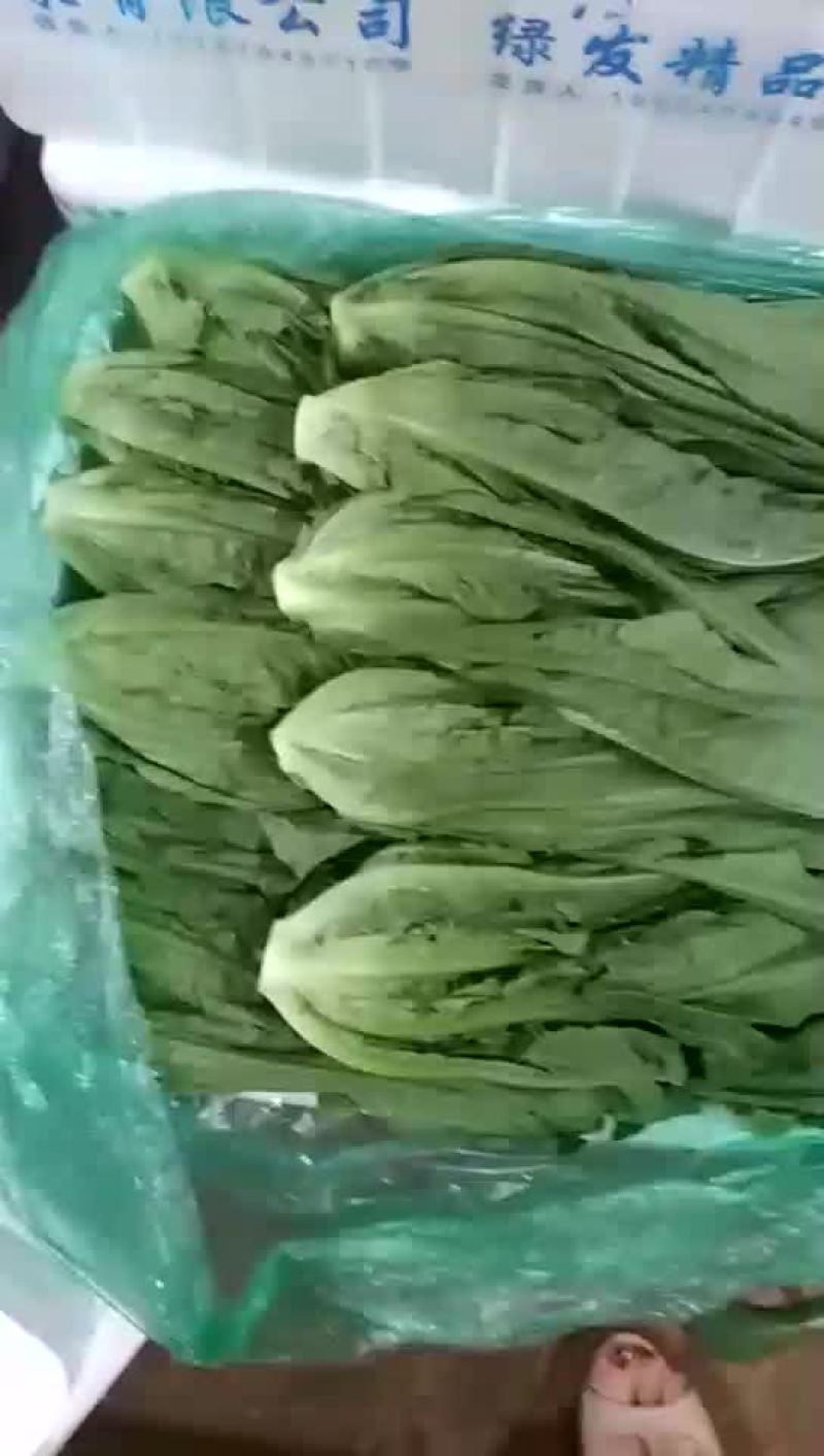 精品意大利生菜