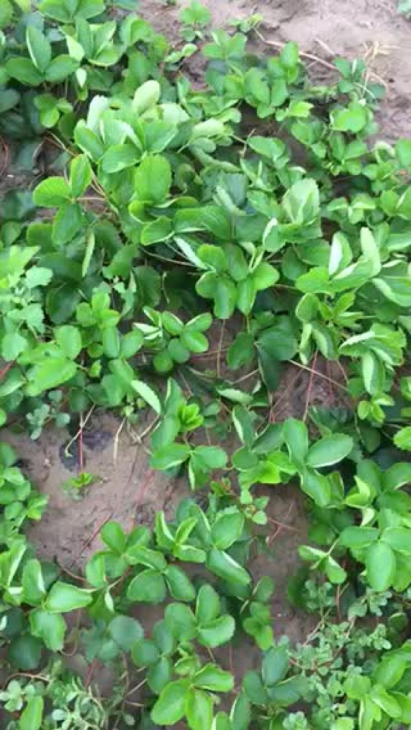 草莓苗20~30cm