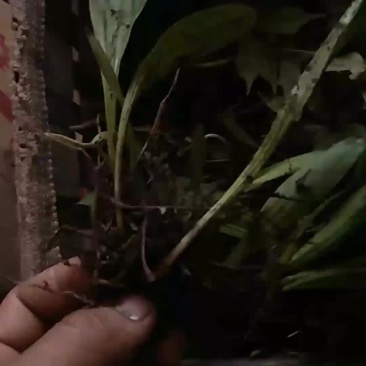 白芨苗