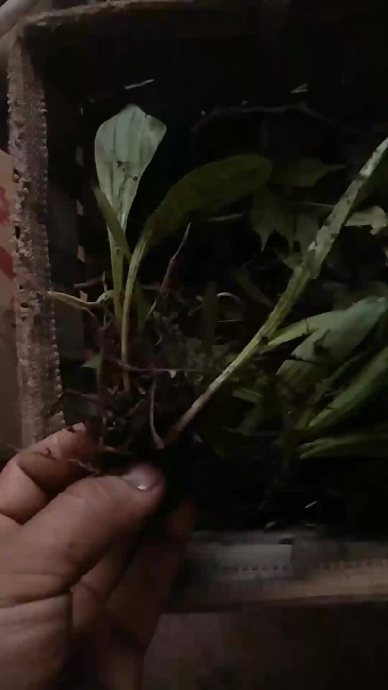 白芨苗