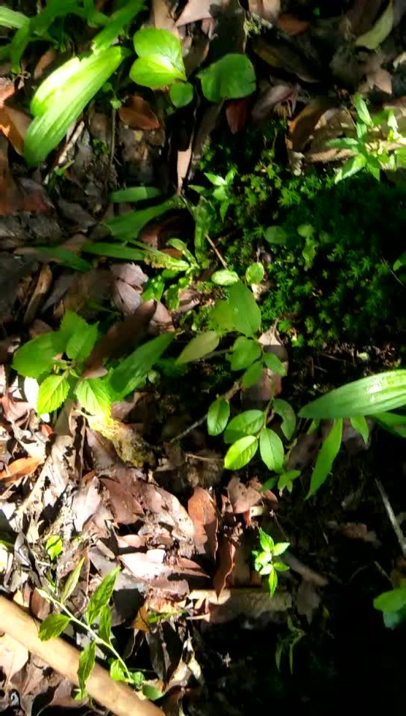 白芨苗