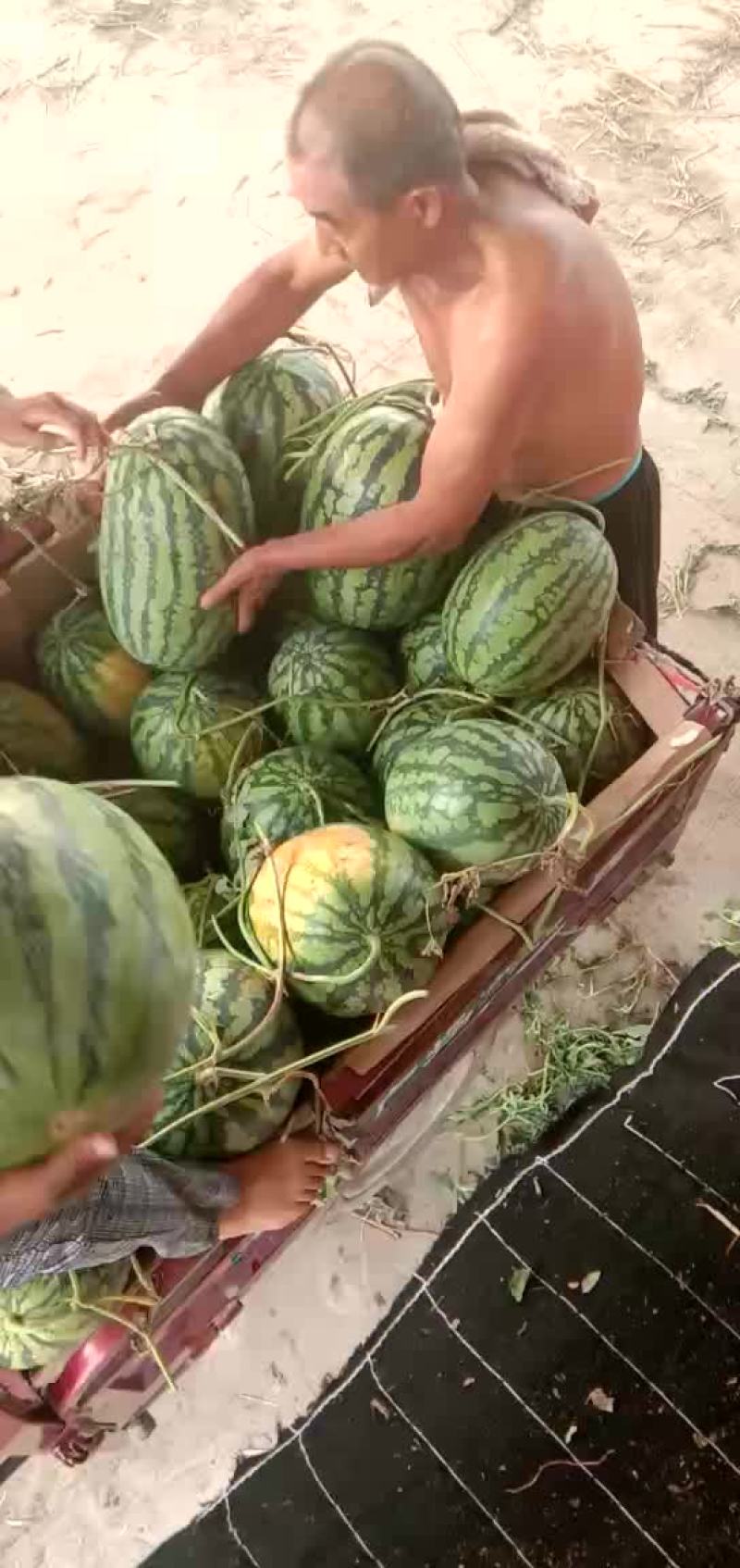 冠龙