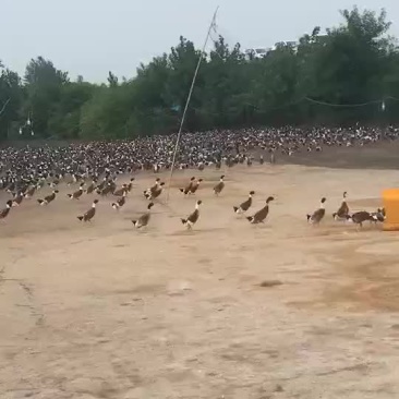 长期供应绍兴小公鸭