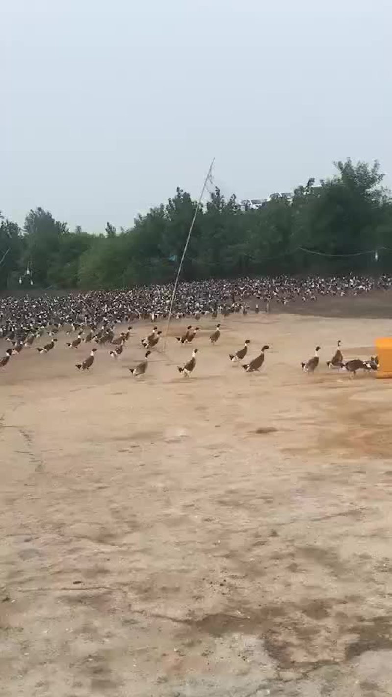 长期供应绍兴小公鸭