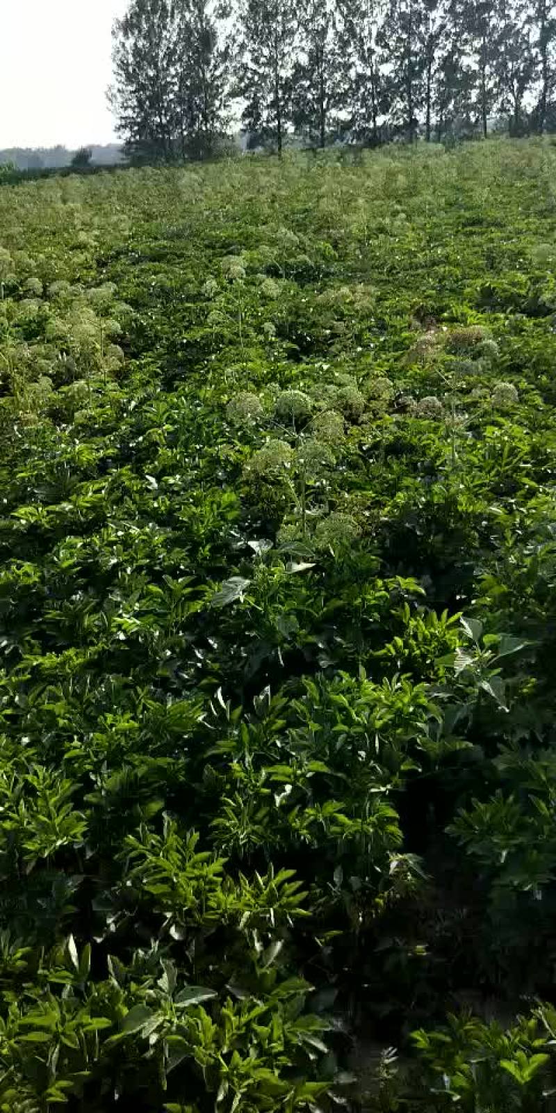 白芷子两年纯新货、知母子、知母苗、
