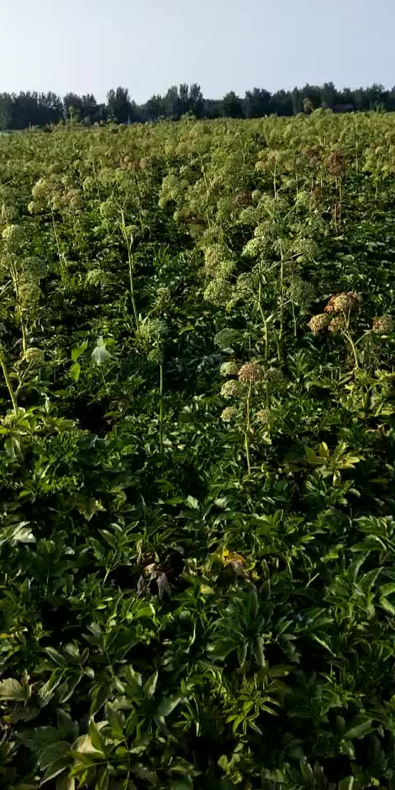 白芷子两年纯新货、知母子、知母苗、