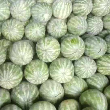 开封沙地花皮无籽西瓜