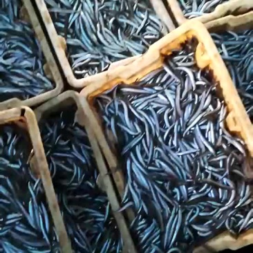 沙里钻