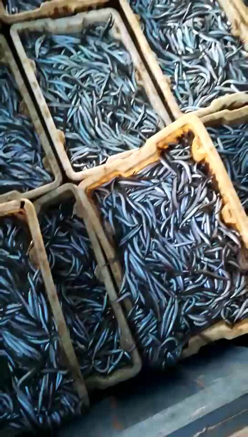 沙里钻