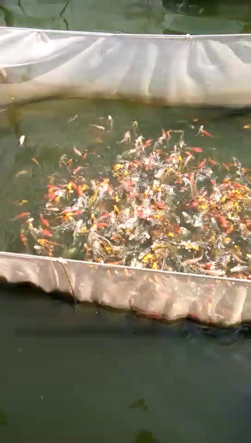 日本锦鲤
