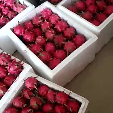 红心火龙果