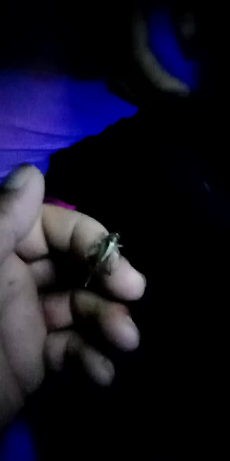 黑色金龟子纯野生的