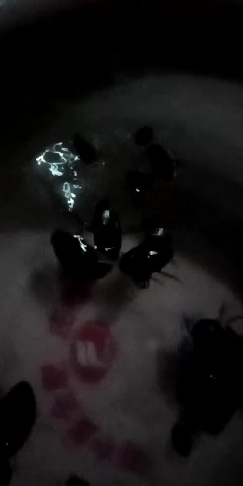 黑色金龟子纯野生的