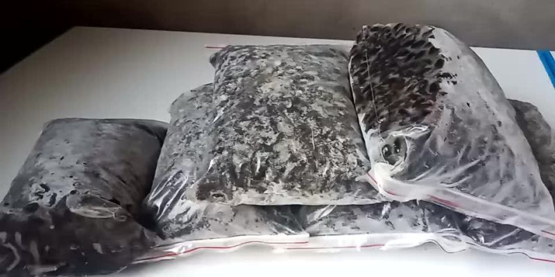 黑色金龟子纯野生的