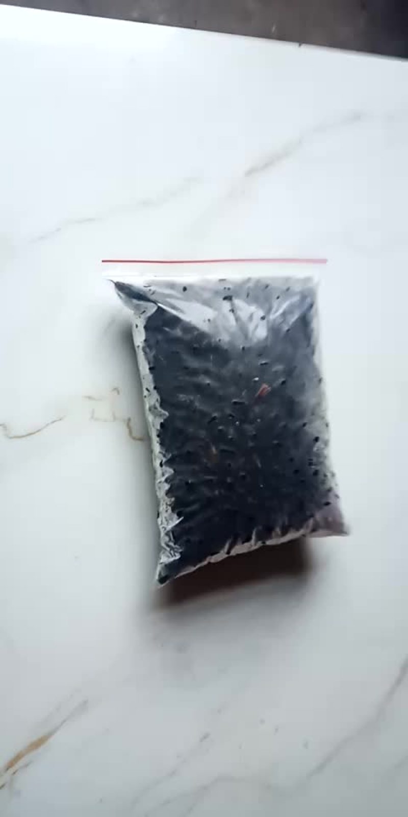 黑色金龟子纯野生的