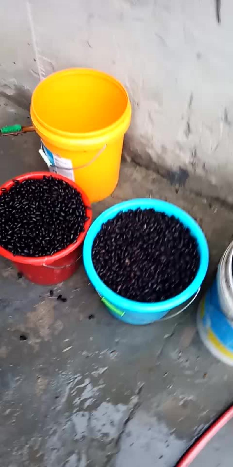黑色金龟子纯野生的