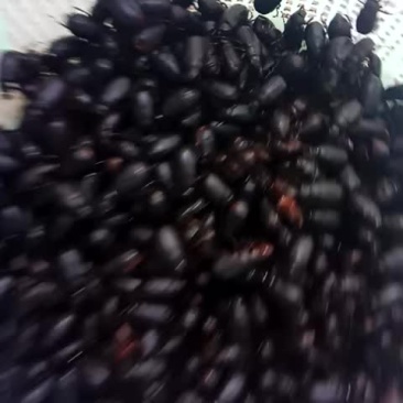 黑色金龟子纯野生的
