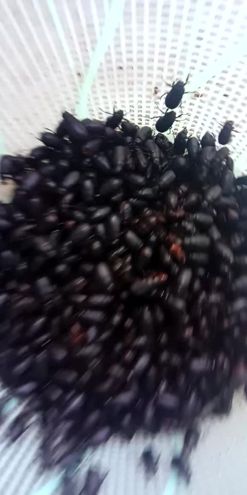 黑色金龟子纯野生的