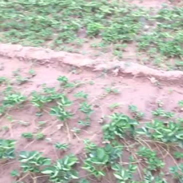 草莓苗20~30cm