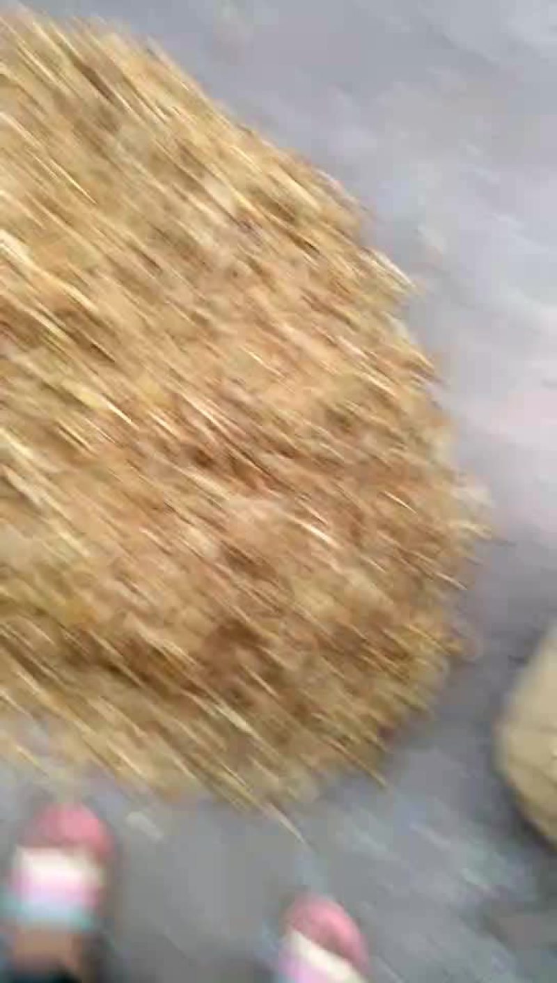 纯天然的黄花菜