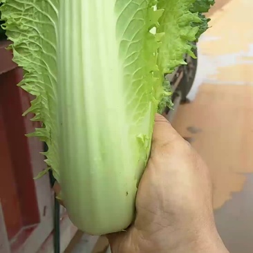 青麻叶
