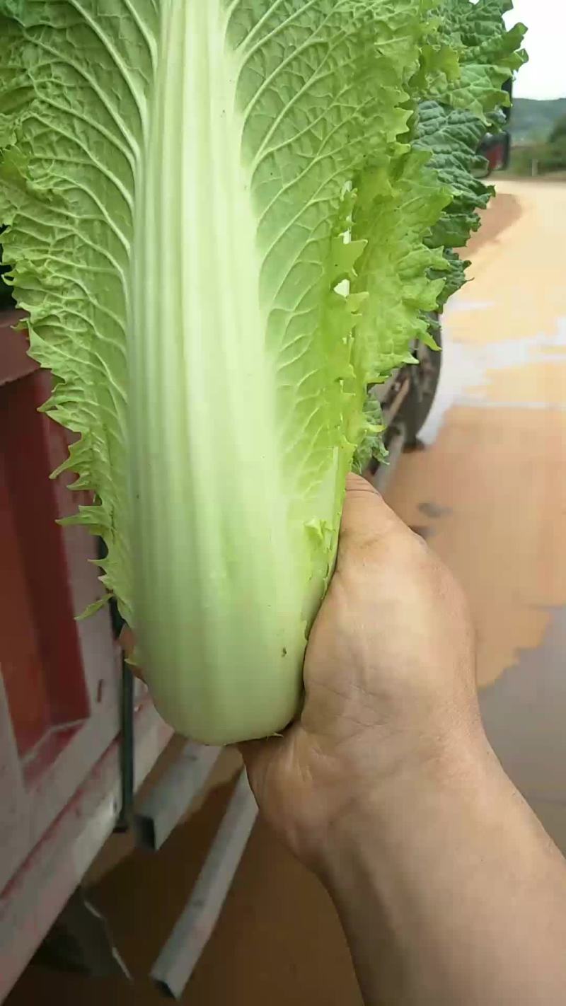 青麻叶