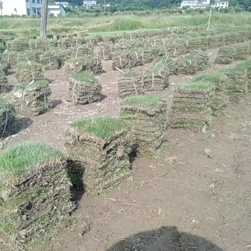 草皮基地出售马尼拉