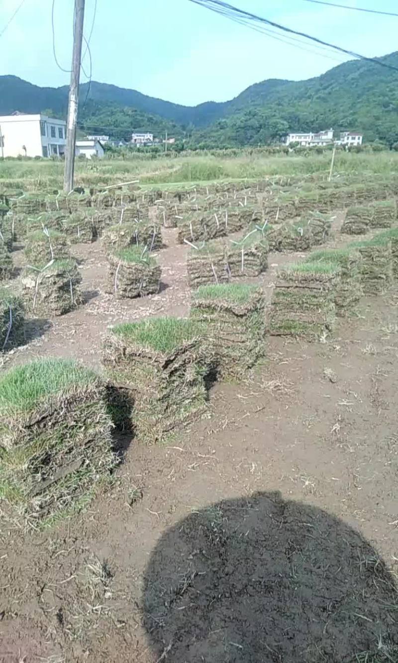 草皮基地出售马尼拉