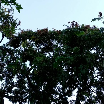 龙眼