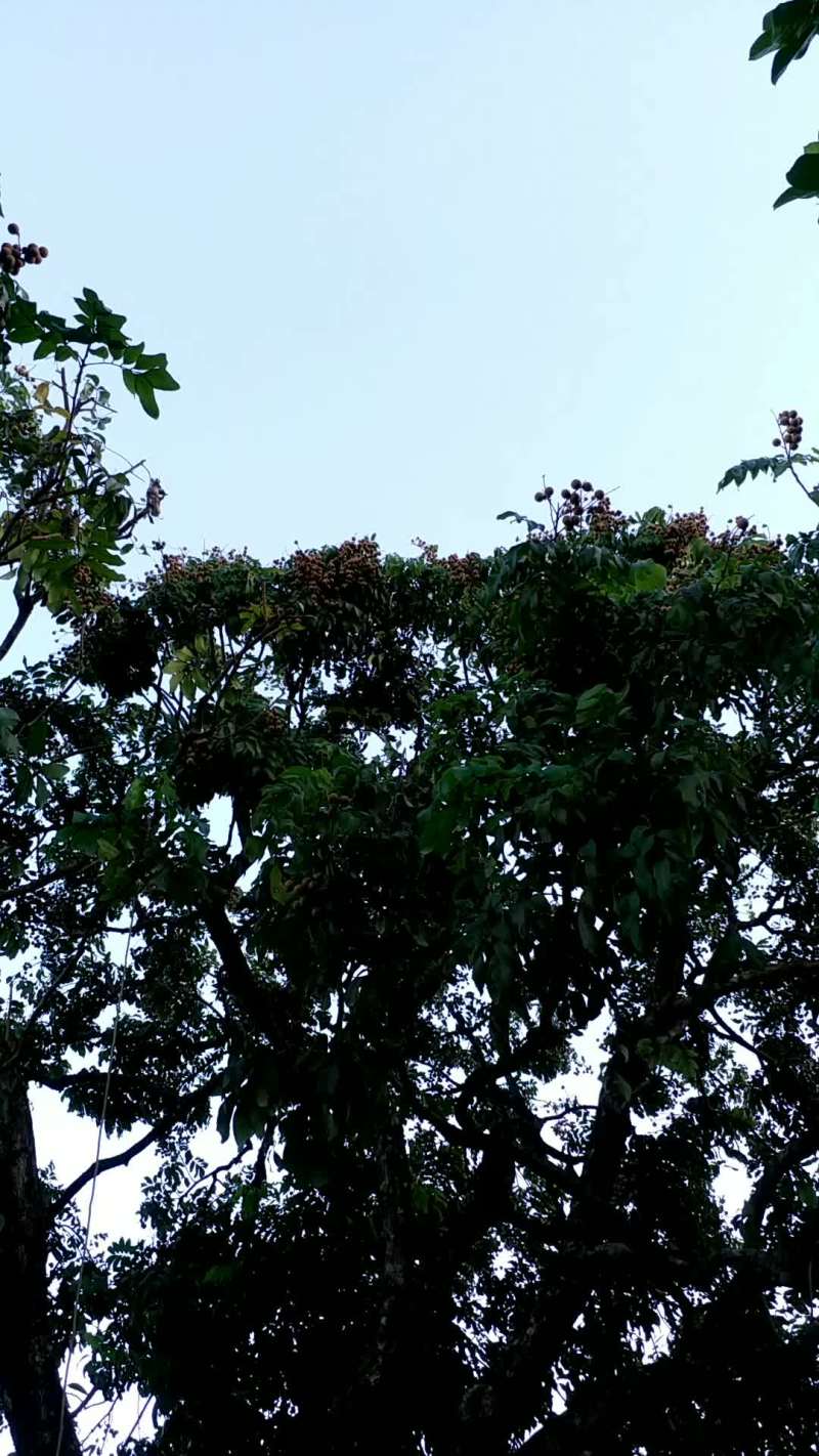 龙眼