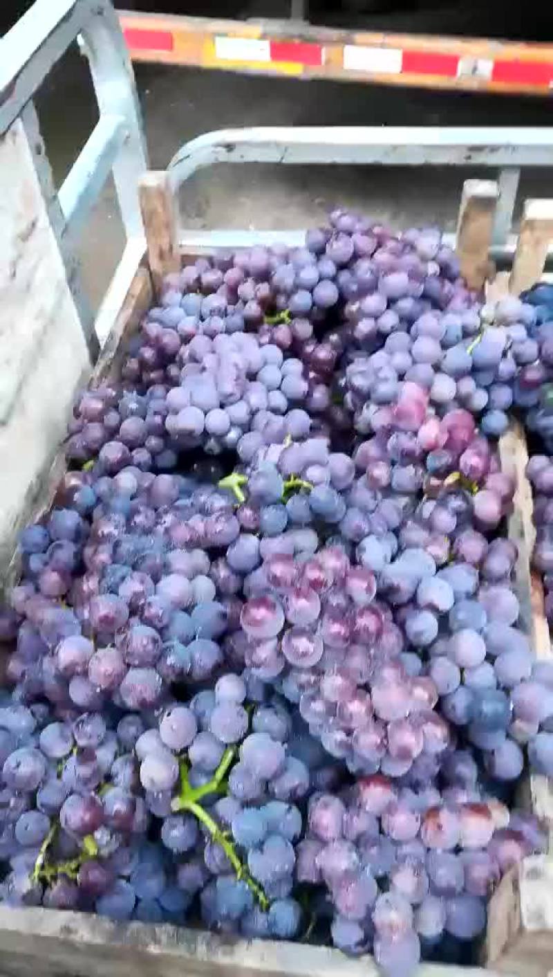 巨峰葡萄