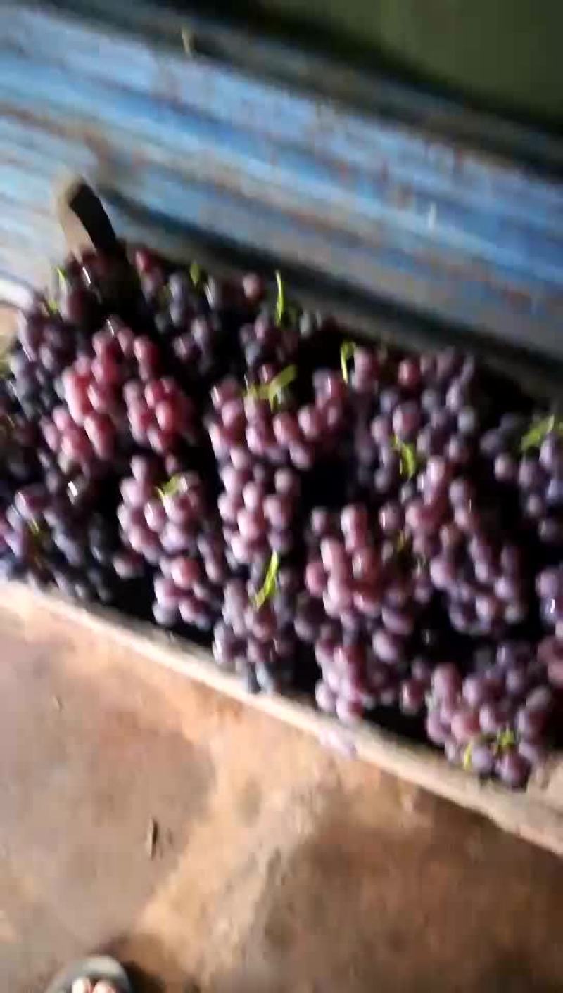 巨峰葡萄