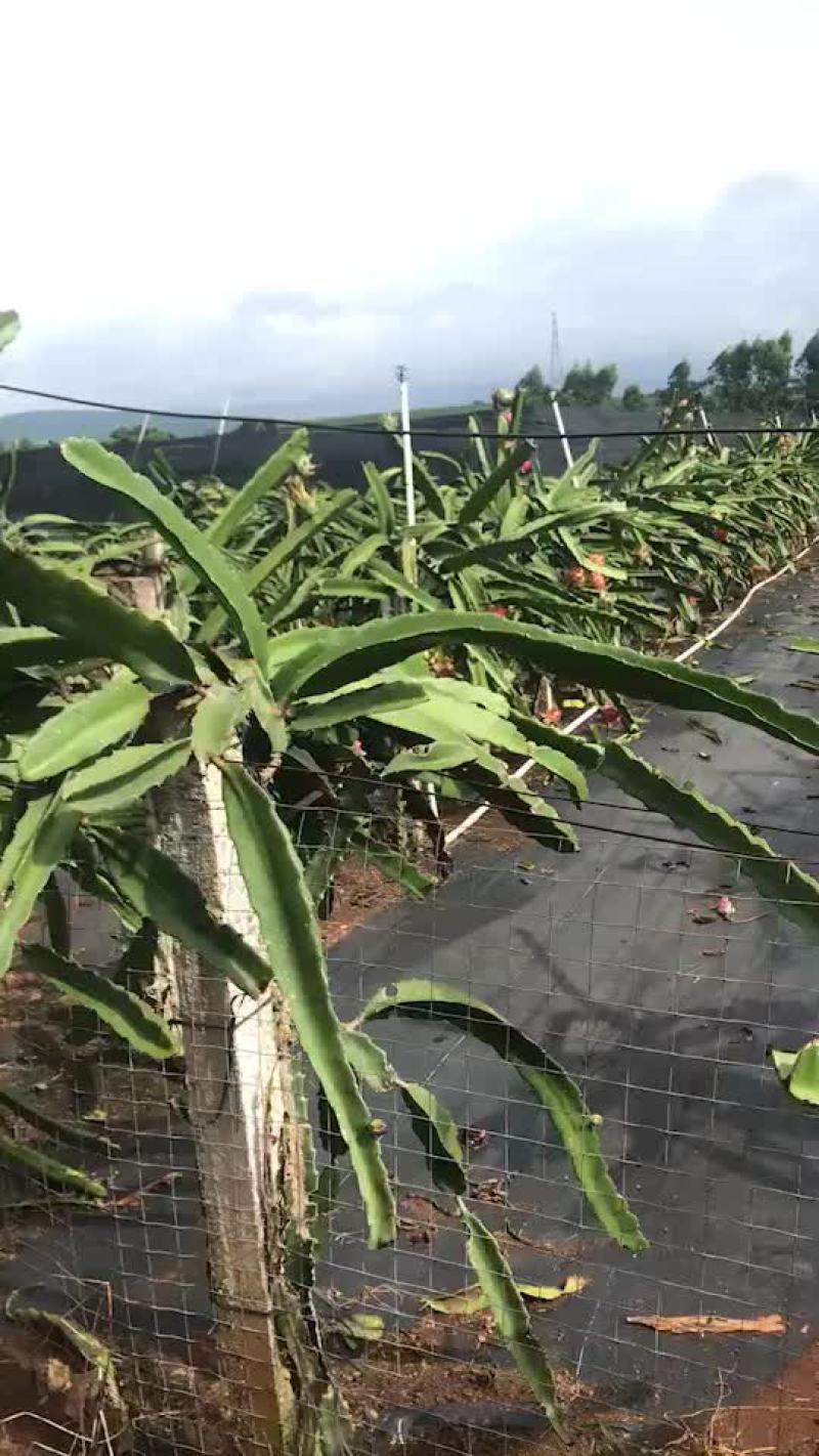红肉火龙果便宜卖了便宜卖了八毛钱1斤。