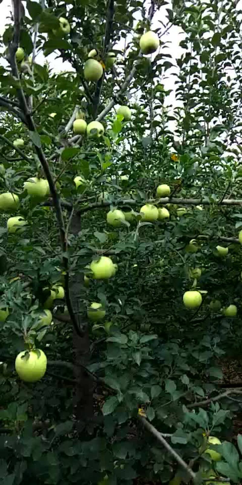 苹果出售，每斤1.5元