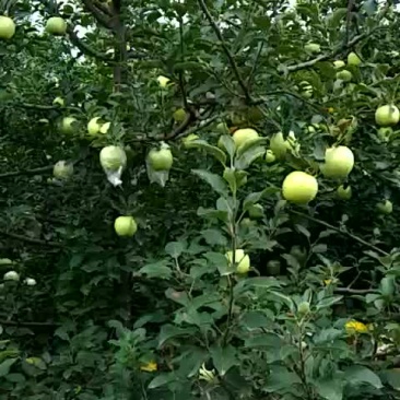 苹果出售，每斤1.5元
