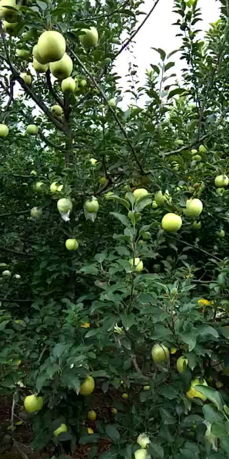 苹果出售，每斤1.5元