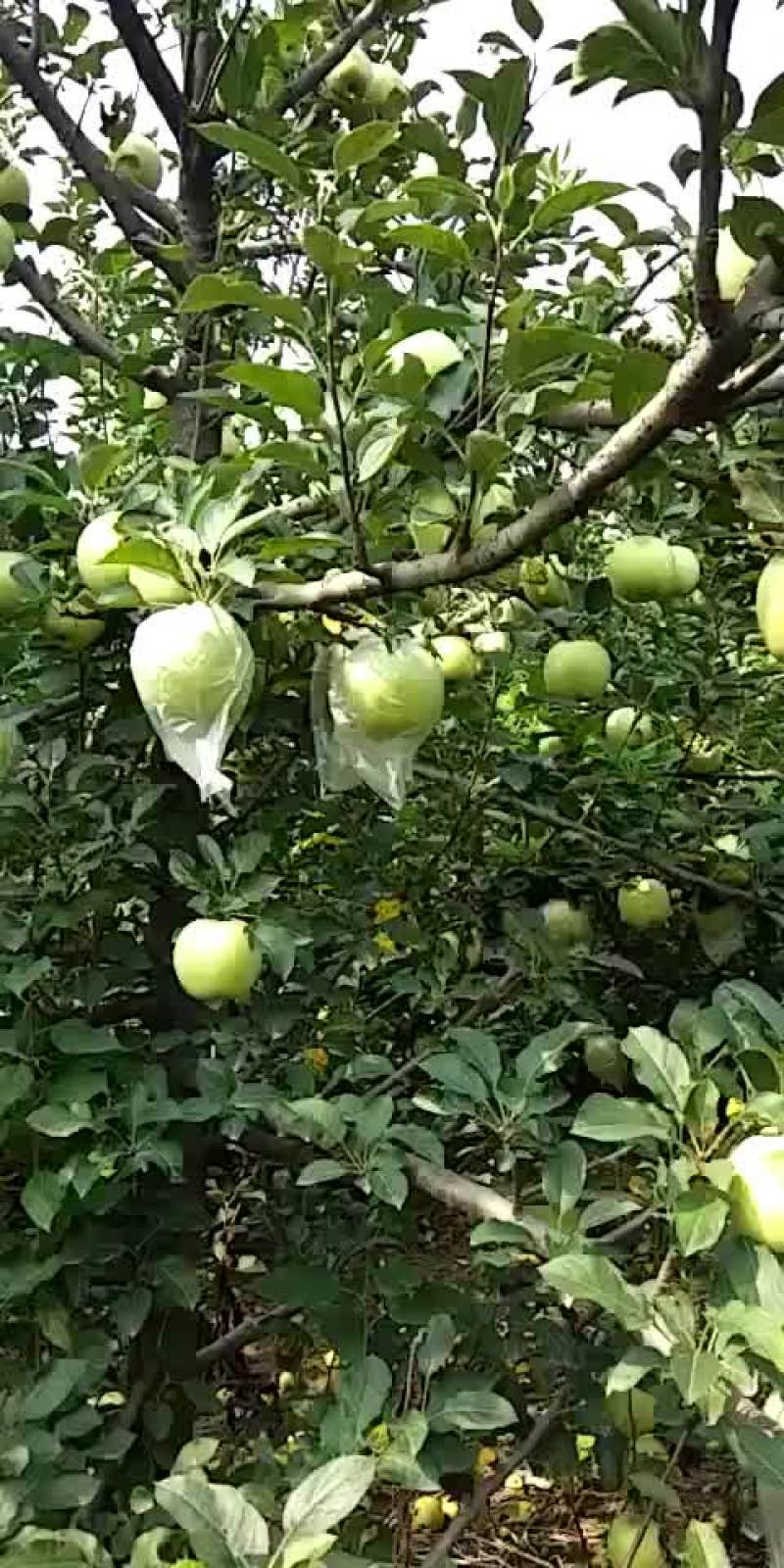 苹果出售，每斤1.5元