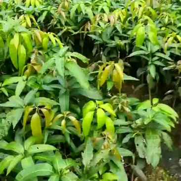.芒果苗