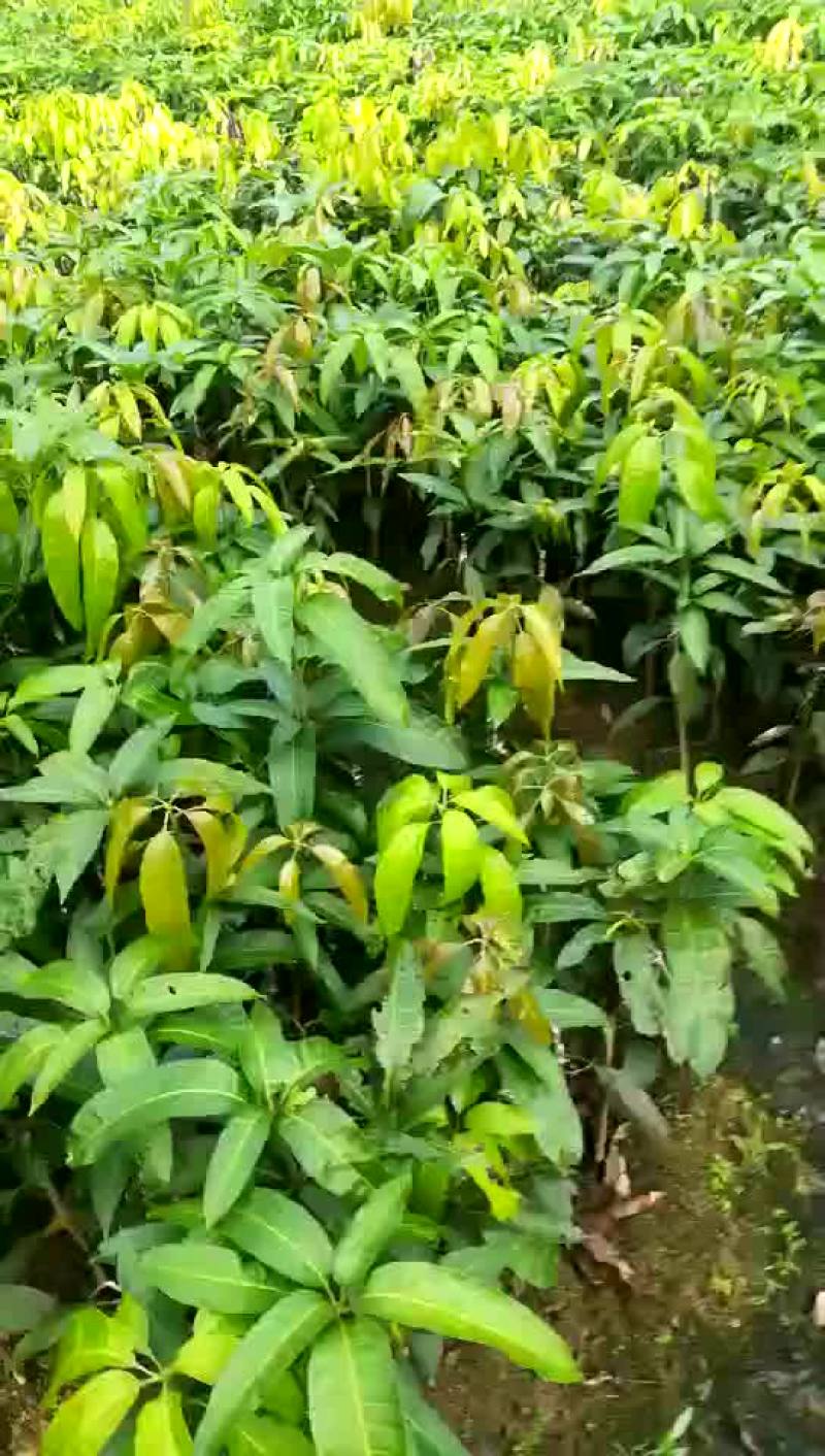 .芒果苗