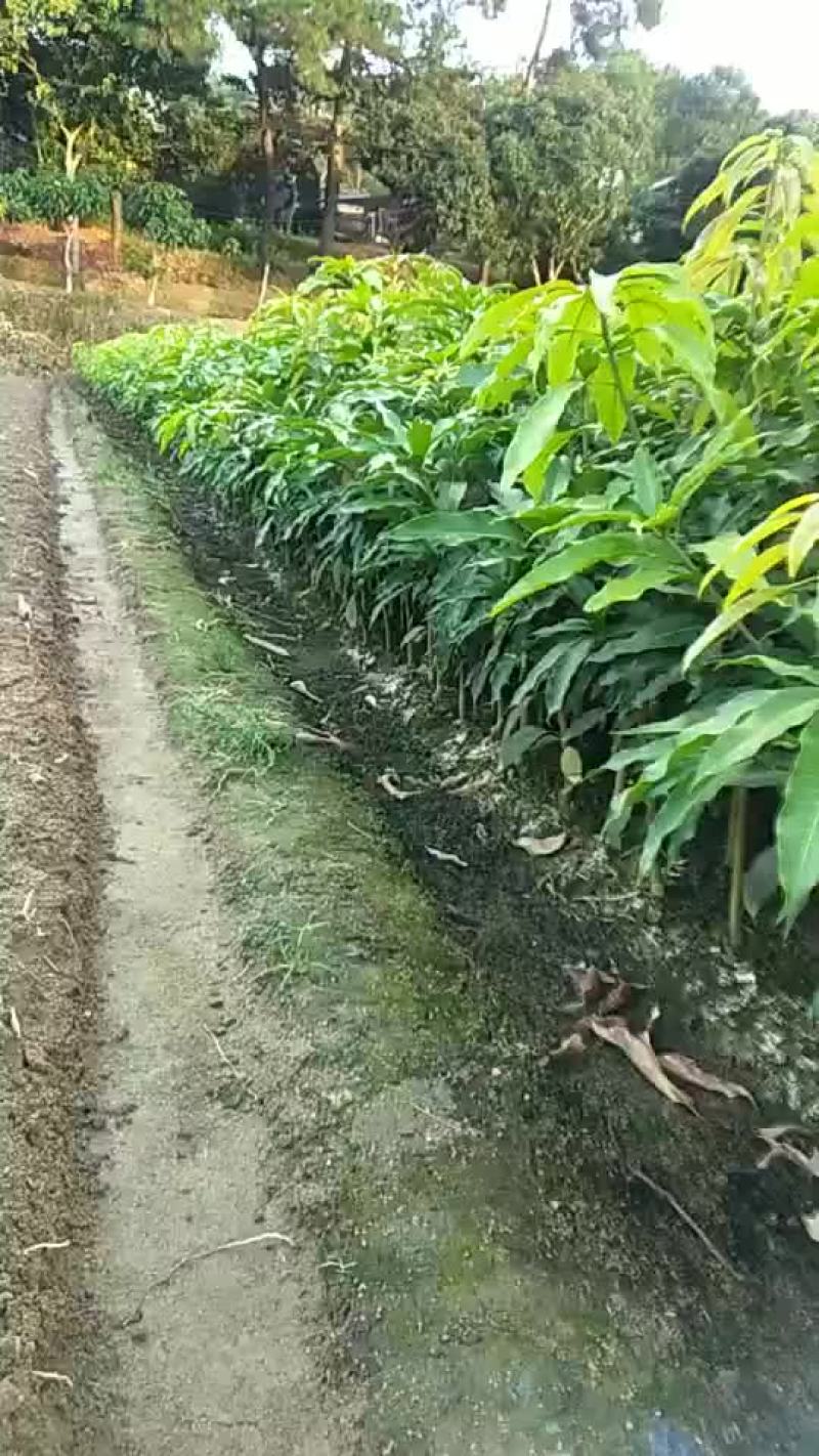 .芒果苗