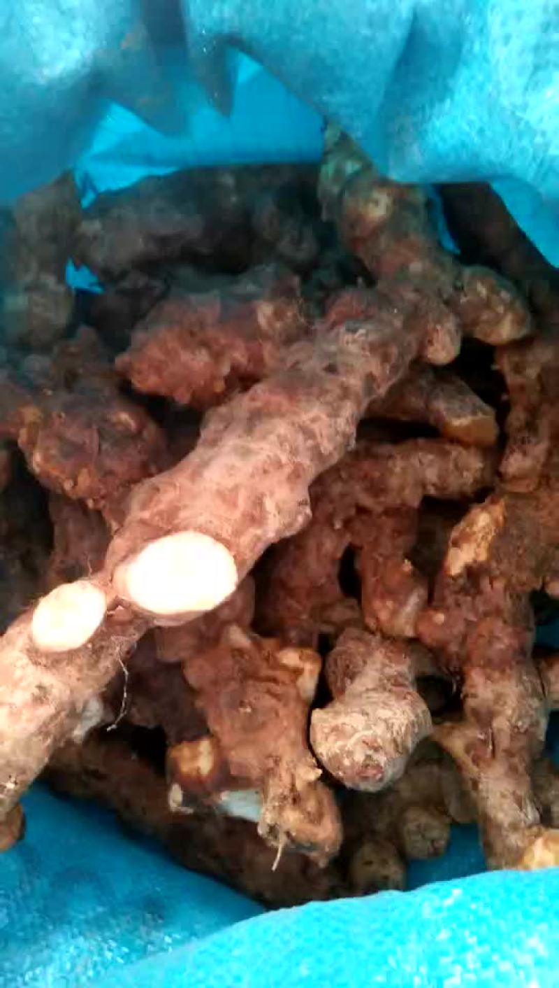 土伏灵淀粉