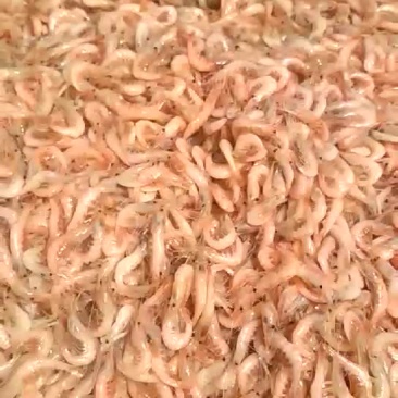 干虾
