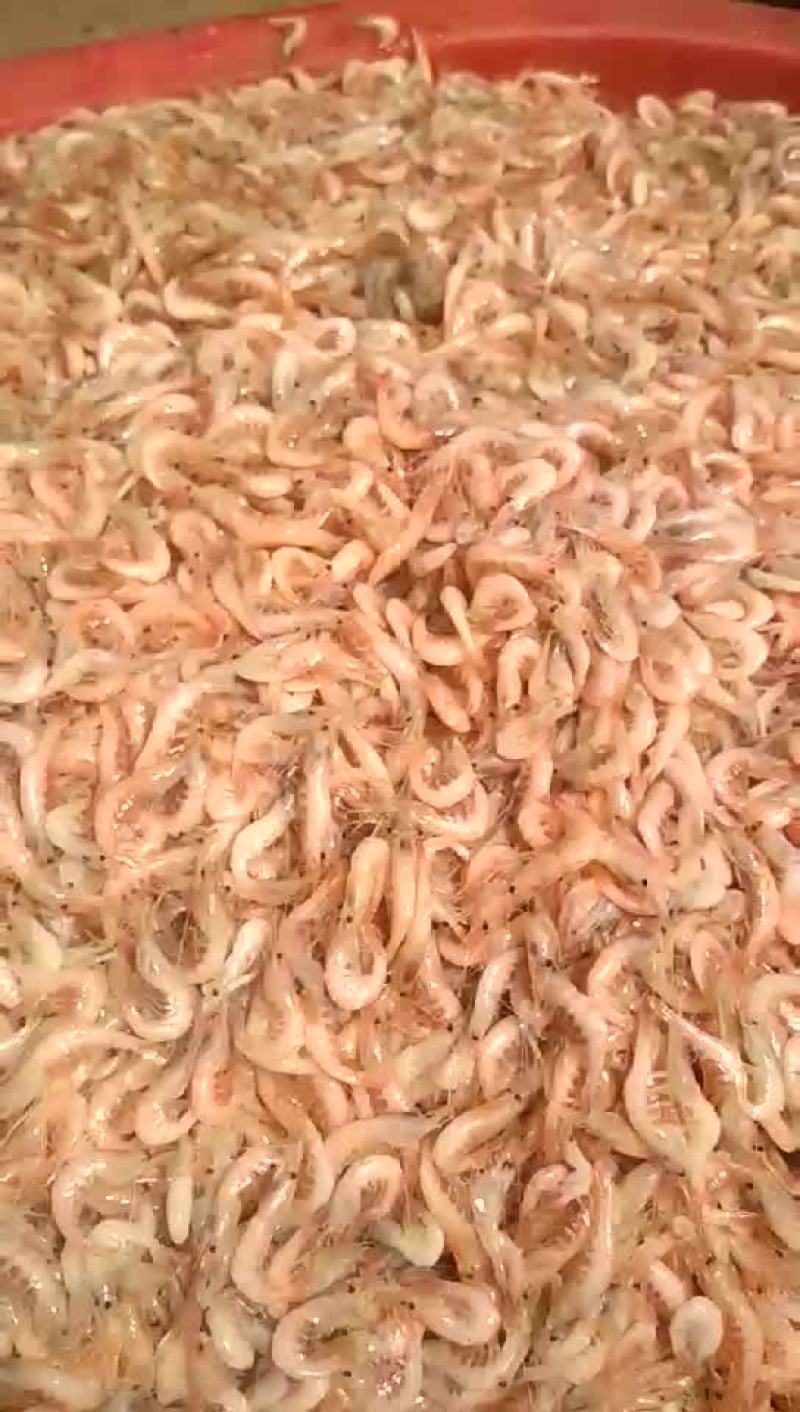 干虾