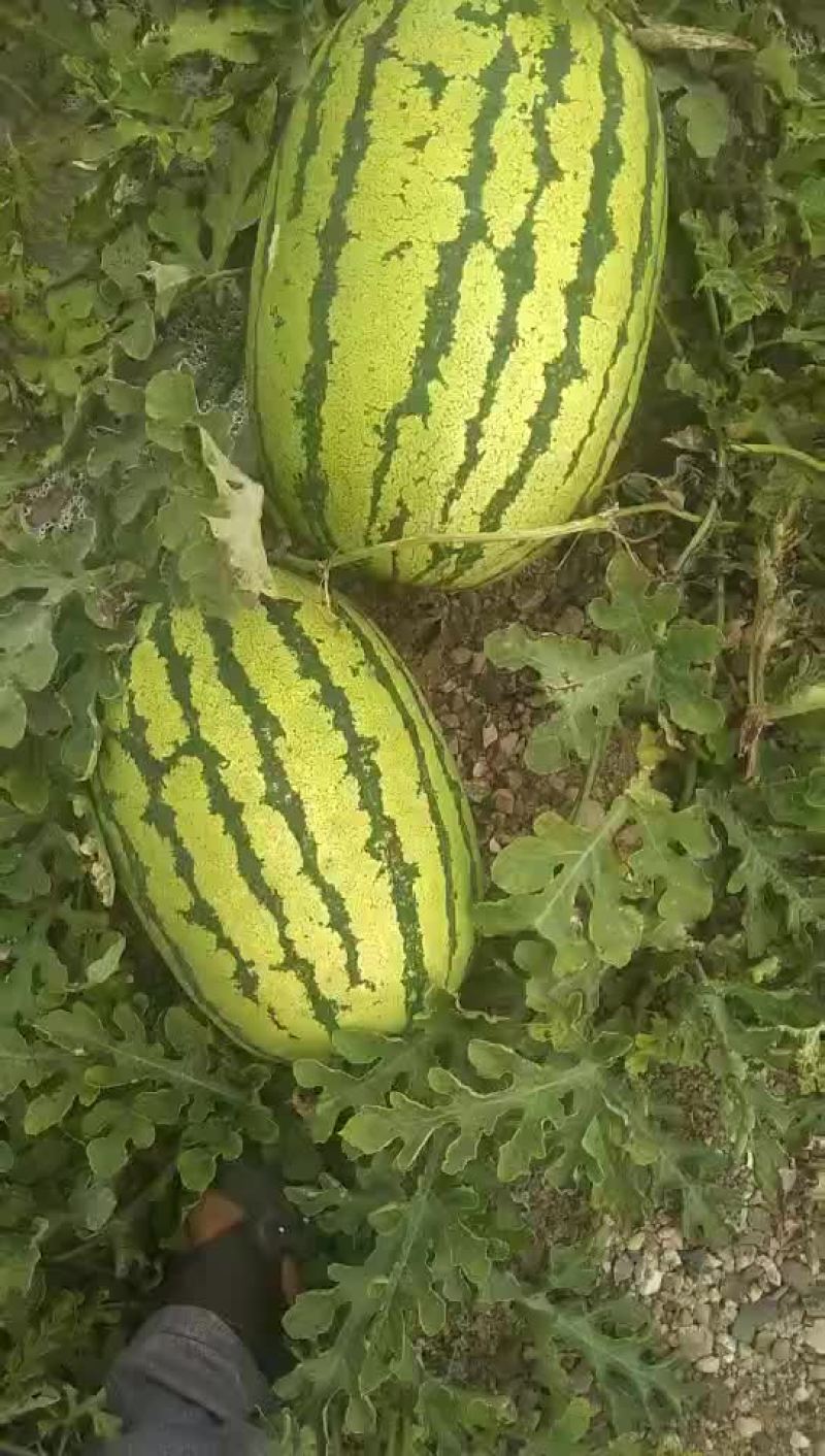 宁夏，石头瓜