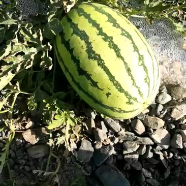 宁夏，石头瓜